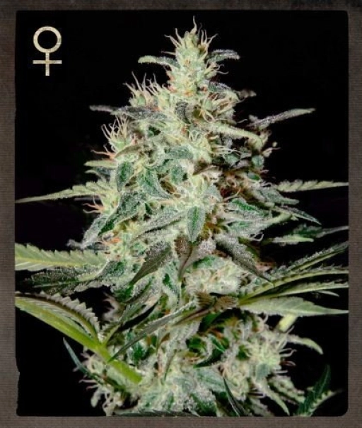 White Lemon – Strain Hunters – Feminizowane
