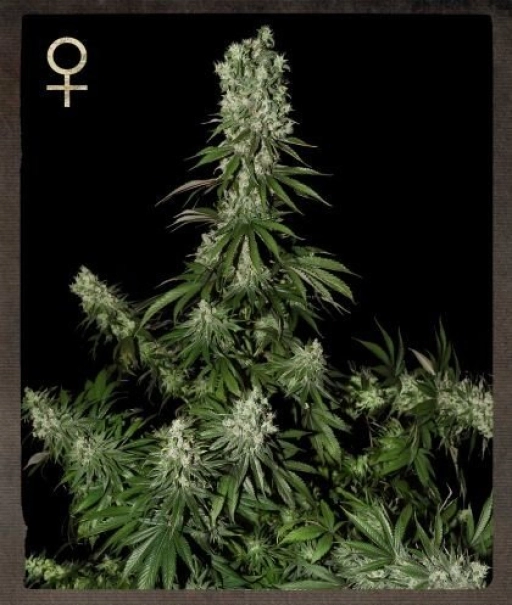 White Strawberry Skunk – Strain Hunters – Feminizowane