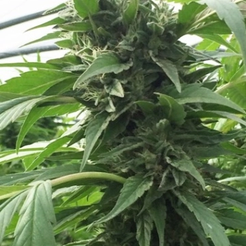 Sweet Tooth X SCBDX Feminized cannabis flower bud by SuperCBDx