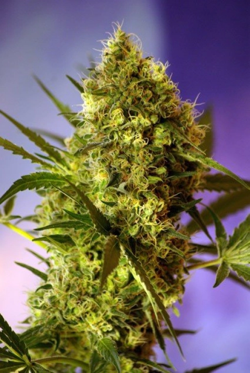 Big Devil FAST Version – Sweet Seeds – Feminizowane