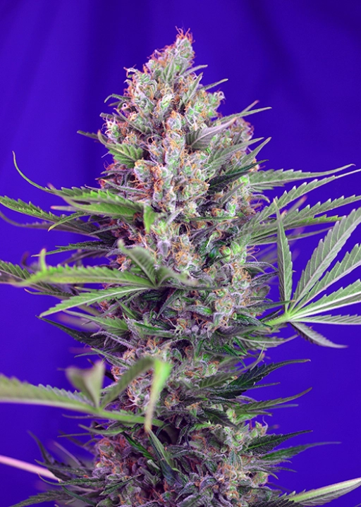 Cream Mandarine FAST Version – Sweet Seeds – Feminizowane