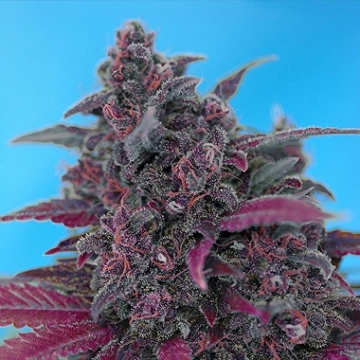 Dark Devil Auto Autoflowering cannabis flower bud by Sweet Seeds