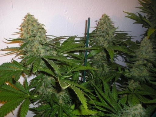 Green Poison – Sweet Seeds – Feminizowane