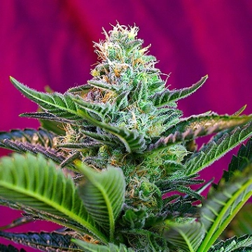 Mohan Ram Auto Autoflowering cannabis flower bud by Sweet Seeds
