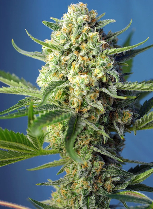 S.A.D. CBD – Sweet Seeds – Feminizowane