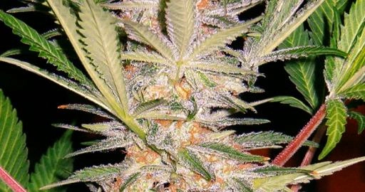 S.A.D. FAST Version – Sweet Seeds – Feminizowane