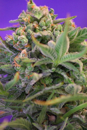 Sweet Cheese FAST Version Feminized cannabis flower bud by Sweet Seeds