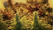 Sweet Mix Auto Autoflowering cannabis flower bud by Sweet Seeds