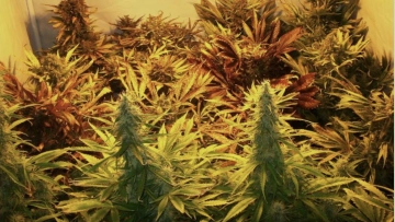 Sweet Mix Auto Autoflowering cannabis flower bud by Sweet Seeds