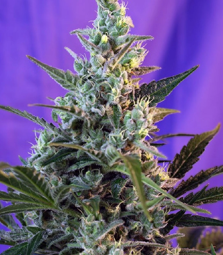 Sweet Skunk FAST Version – Sweet Seeds – Feminizowane