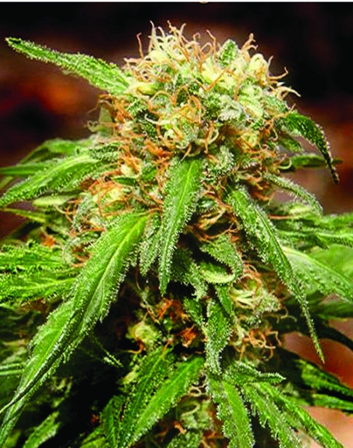 Sweet Tai – Sweet Seeds – Feminizowane