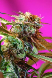 Wild Rose Feminized cannabis flower bud by Sweet Seeds