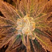 9 Pound Hammer Regular cannabis flower bud by TGA Subcool Seeds