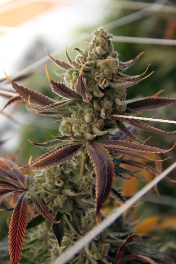 Conspiracy Kush Regular cannabis flower bud by TGA Subcool Seeds