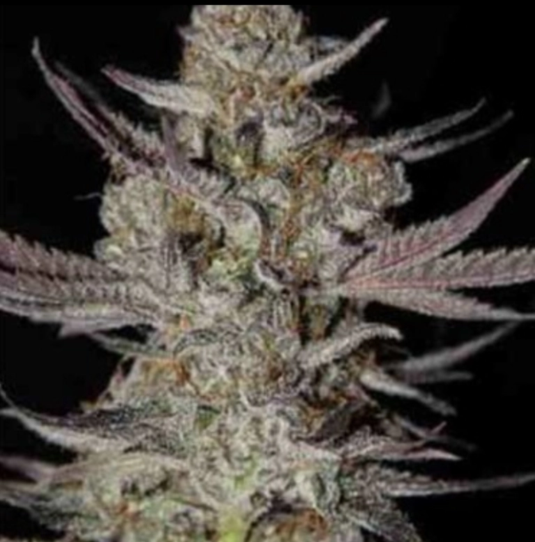 Marionberry Kush – TGA Subcool Seeds – Regularne