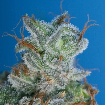 Burmese Kush Feminized cannabis flower bud by TH Seeds