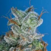 Burmese Kush – TH Seeds – Regularne – Product view 2
