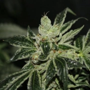 Darkstar REGS – TH Seeds – Regularne – Product view 2