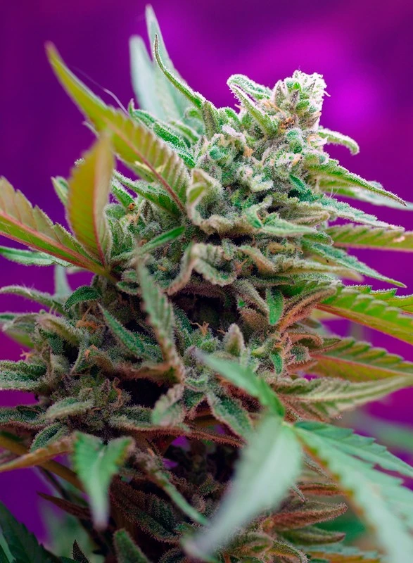 Black Jack Auto – Sweet Seeds – Zdjęcie producenta