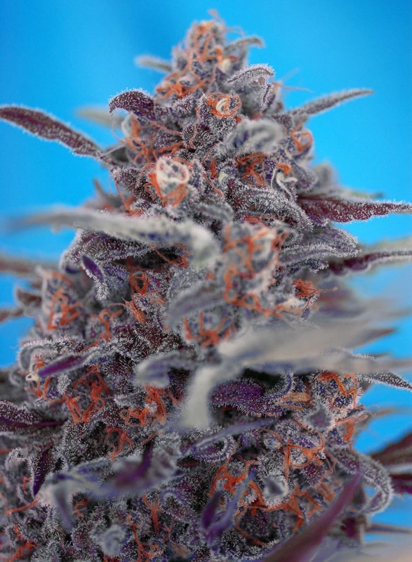 Devil Cream Auto – Sweet Seeds – Zdjęcie producenta