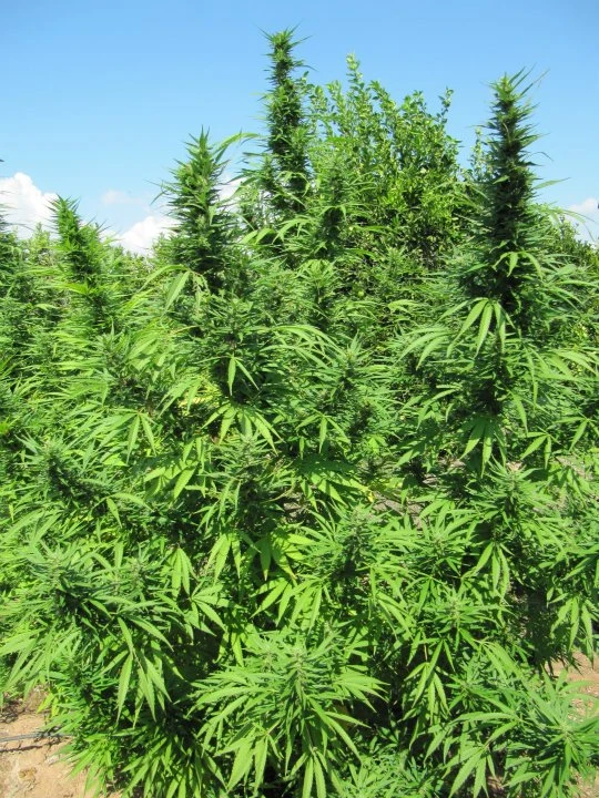 Bangi Haze – Ace Seeds – Zdjęcie producenta