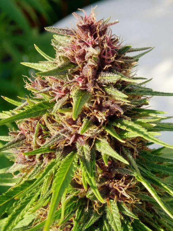 Erdpurt – Ace Seeds – Zdjęcie producenta