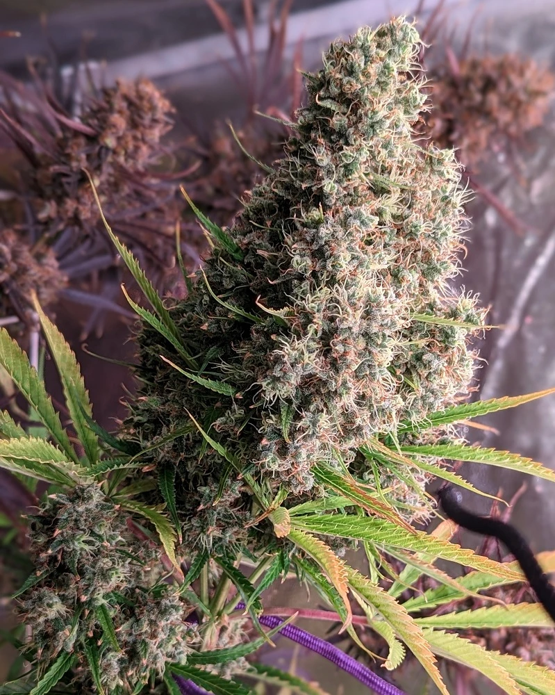Golden Tiger – Ace Seeds – Zdjęcie producenta