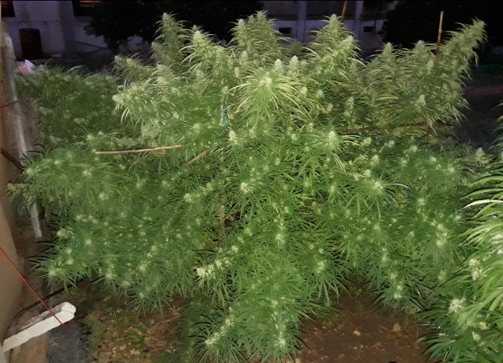Malawi – Ace Seeds – Zdjęcie producenta