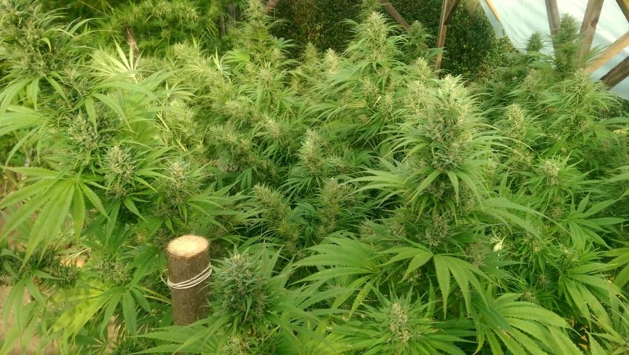 Nepal Jam – Ace Seeds – Zdjęcie producenta