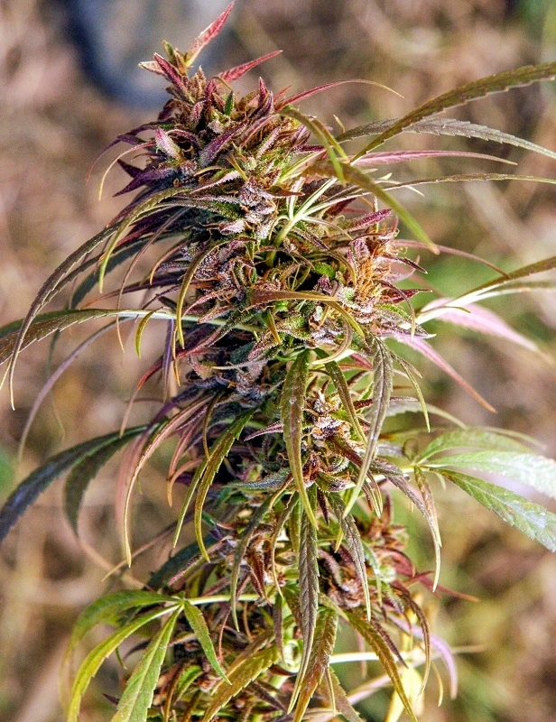 Oldtimer's Haze – Ace Seeds – Zdjęcie producenta