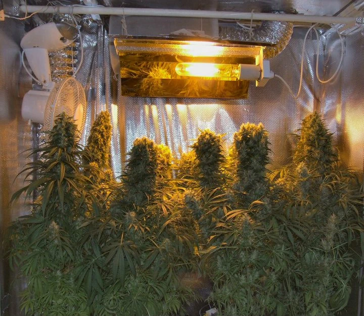 Orient Express – Ace Seeds – Zdjęcie producenta