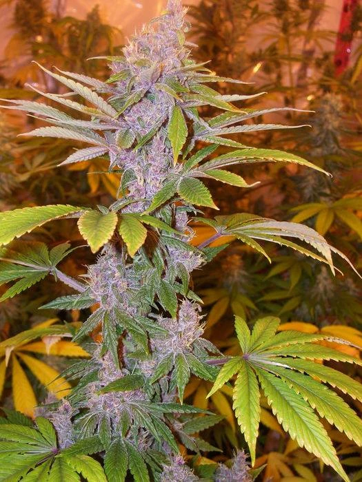 Pakistan Chitral Kush – Ace Seeds – Zdjęcie producenta