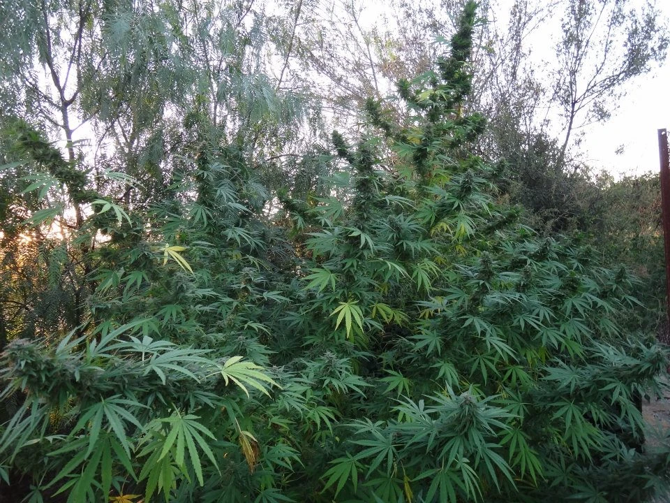 Panama – Ace Seeds – Zdjęcie producenta