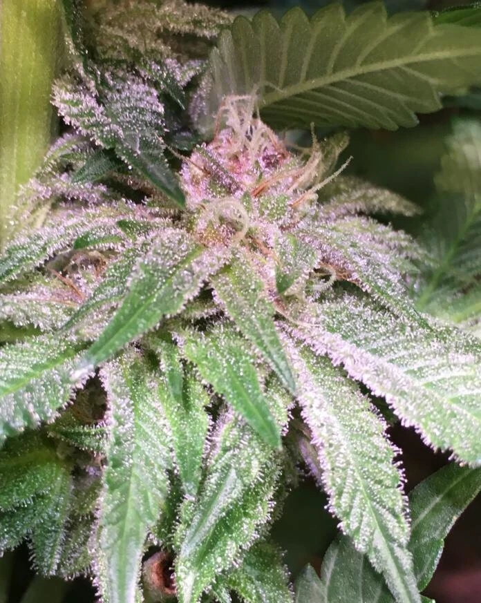 Bubba Kush X PCK – Ace Seeds – Zdjęcie producenta