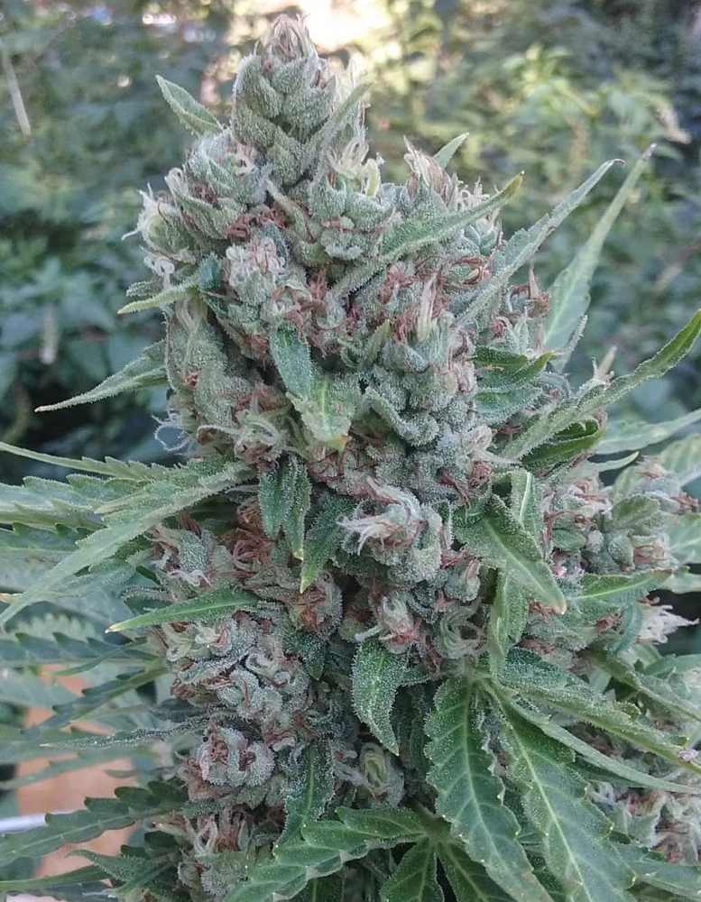 Zamaldelica Auto – Ace Seeds – Zdjęcie producenta