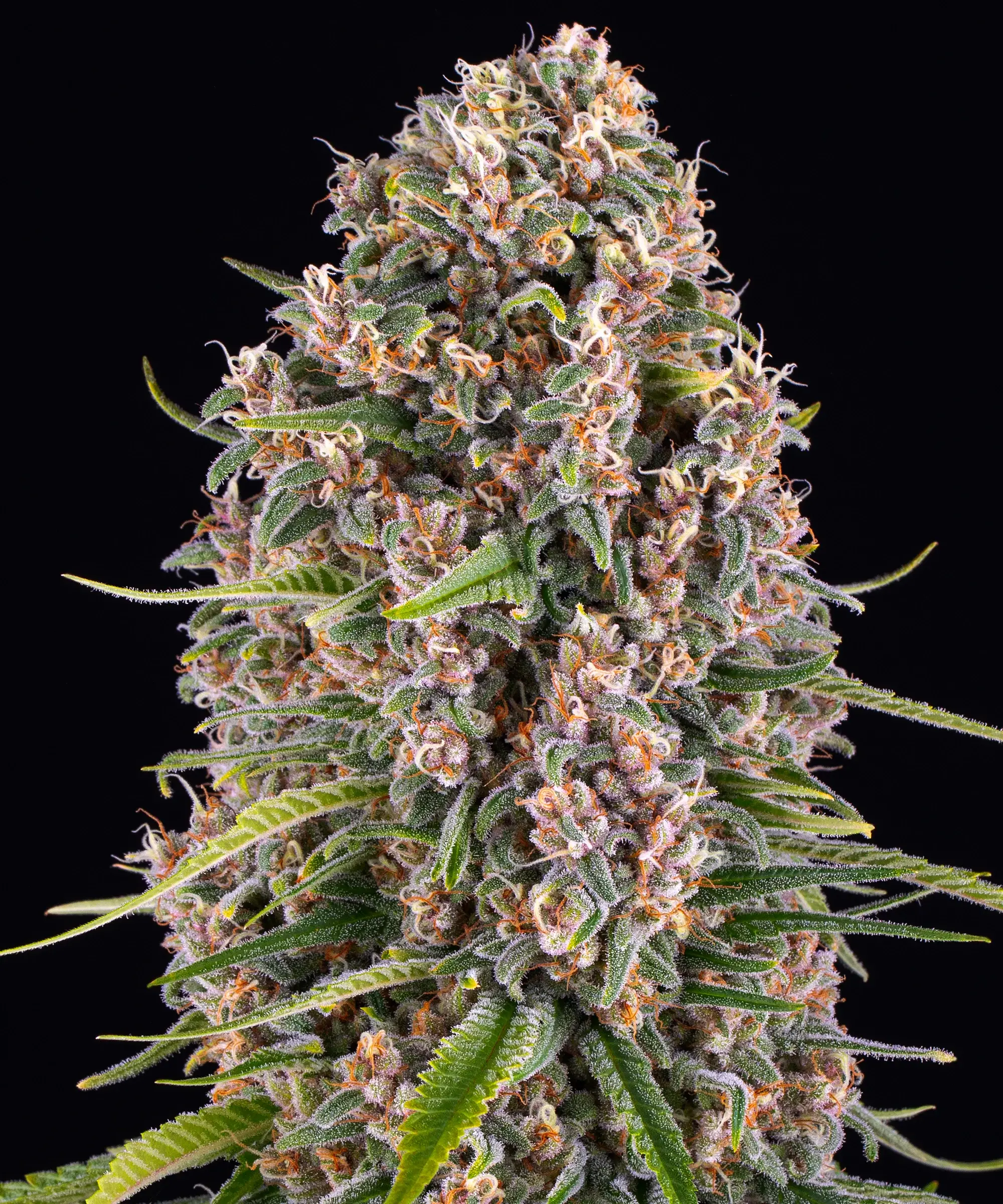Blueberry Cheese – Barneys Farm – Zdjęcie producenta