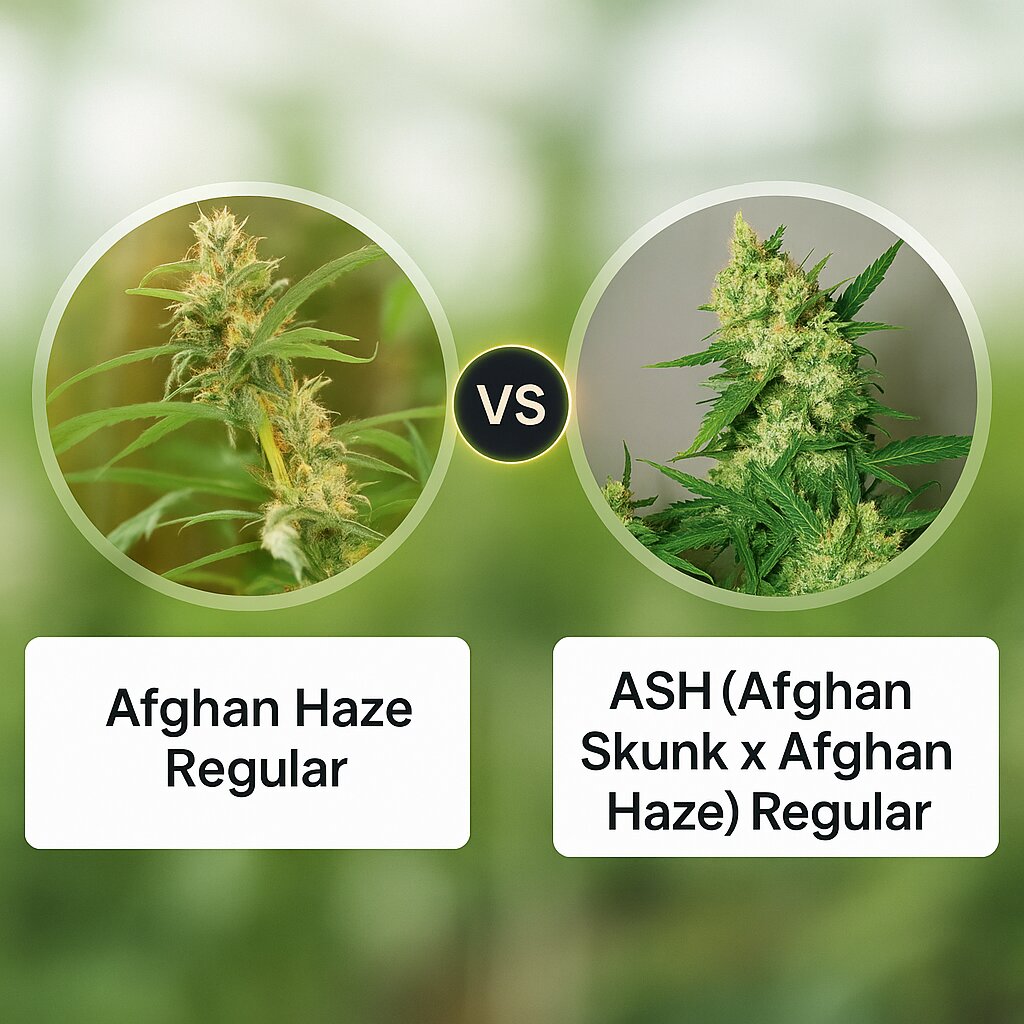 Afghan Haze (Mr Nice Seedbank) vs ASH (Afghan Skunk x Afghan Haze) (Mr Nice Seedbank) porównanie nasion konopi