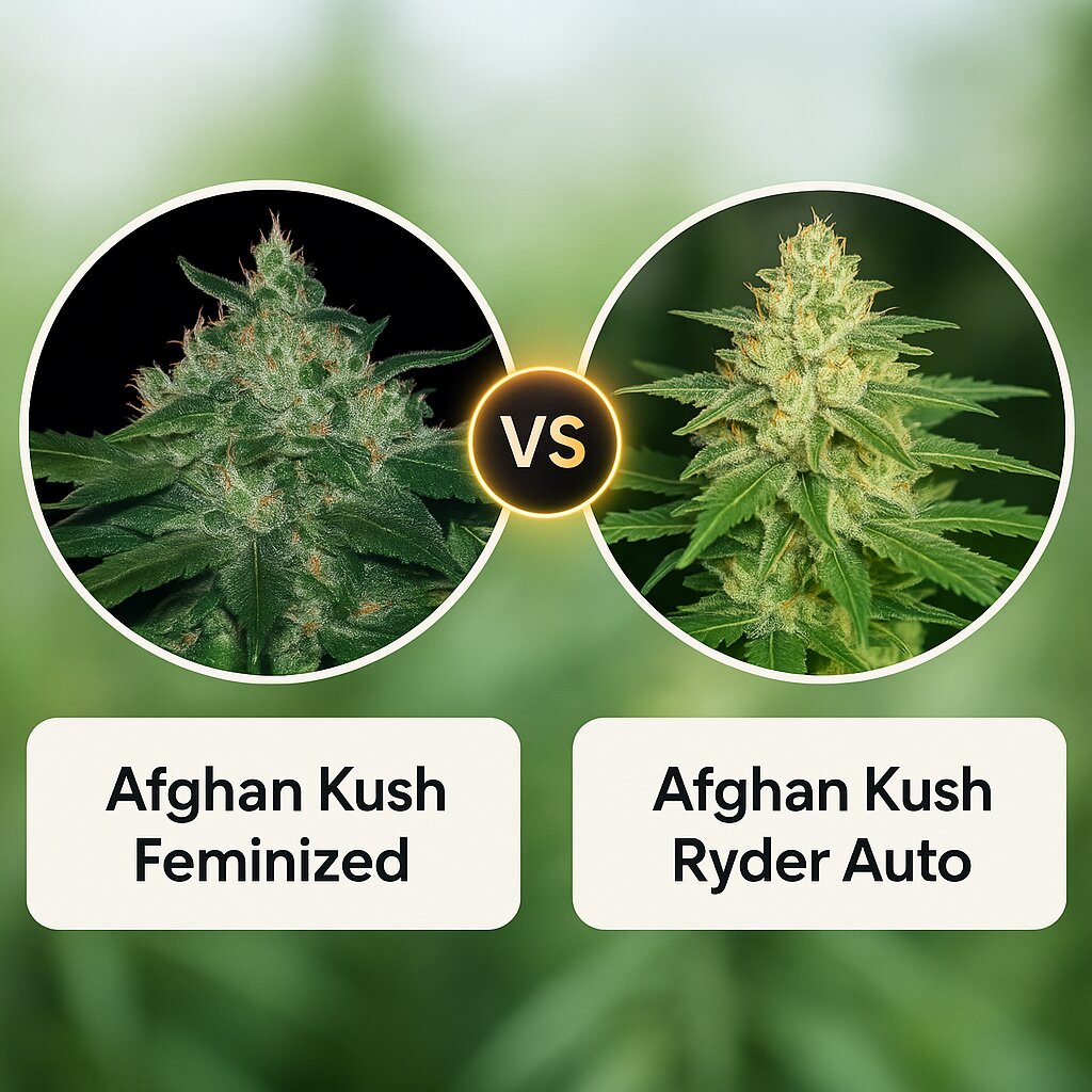 Afghan Kush (World of Seeds) vs Afghan Kush Ryder (World of Seeds) porównanie nasion konopi