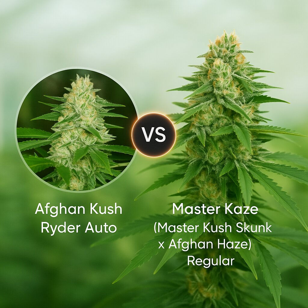 Afghan Kush Ryder (World of Seeds) vs Master Kaze (Master Kush Skunk x Afghan Haze) (Mr Nice Seedbank) porównanie nasion konopi