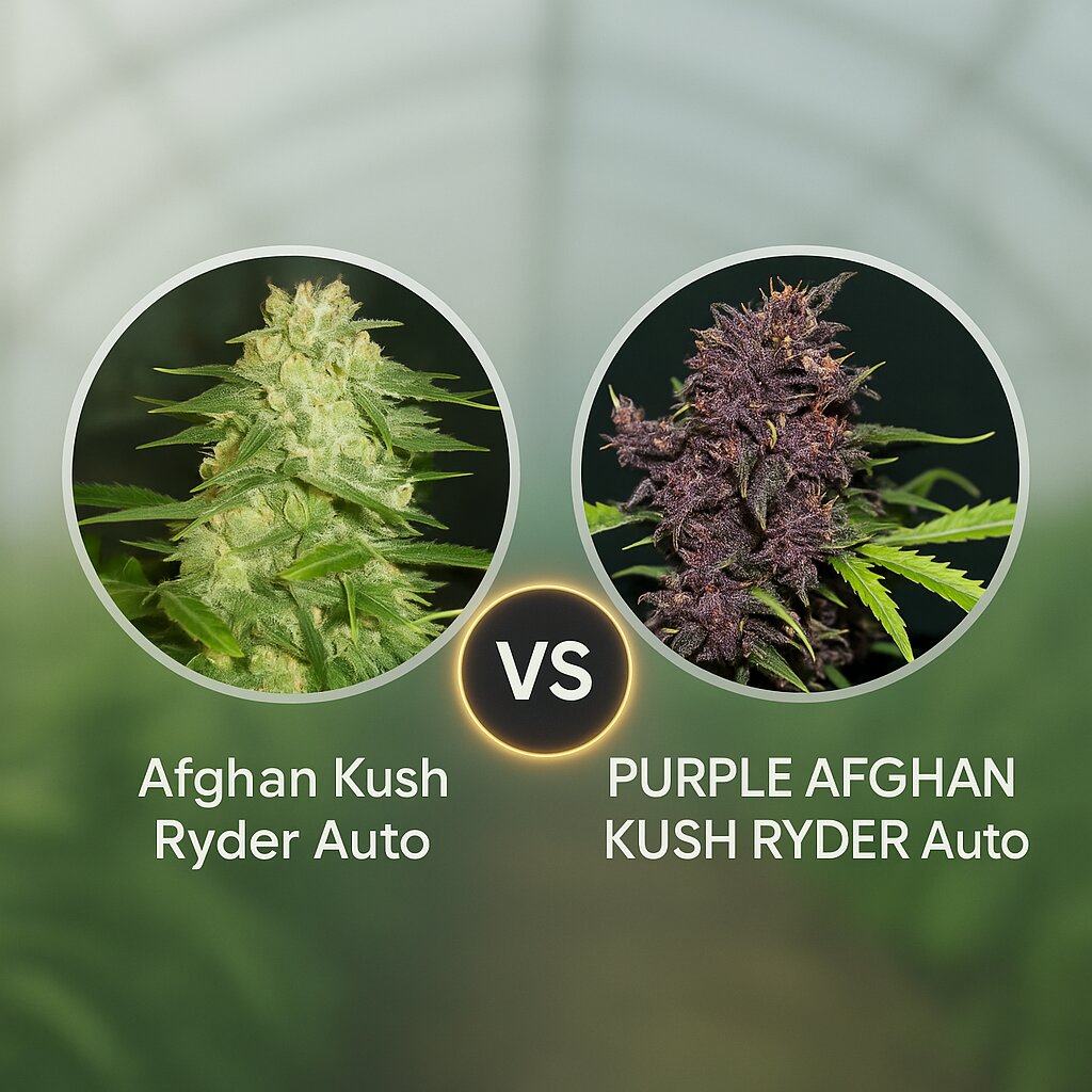 Afghan Kush Ryder (World of Seeds) vs PURPLE AFGHAN KUSH RYDER (World of Seeds) porównanie nasion konopi