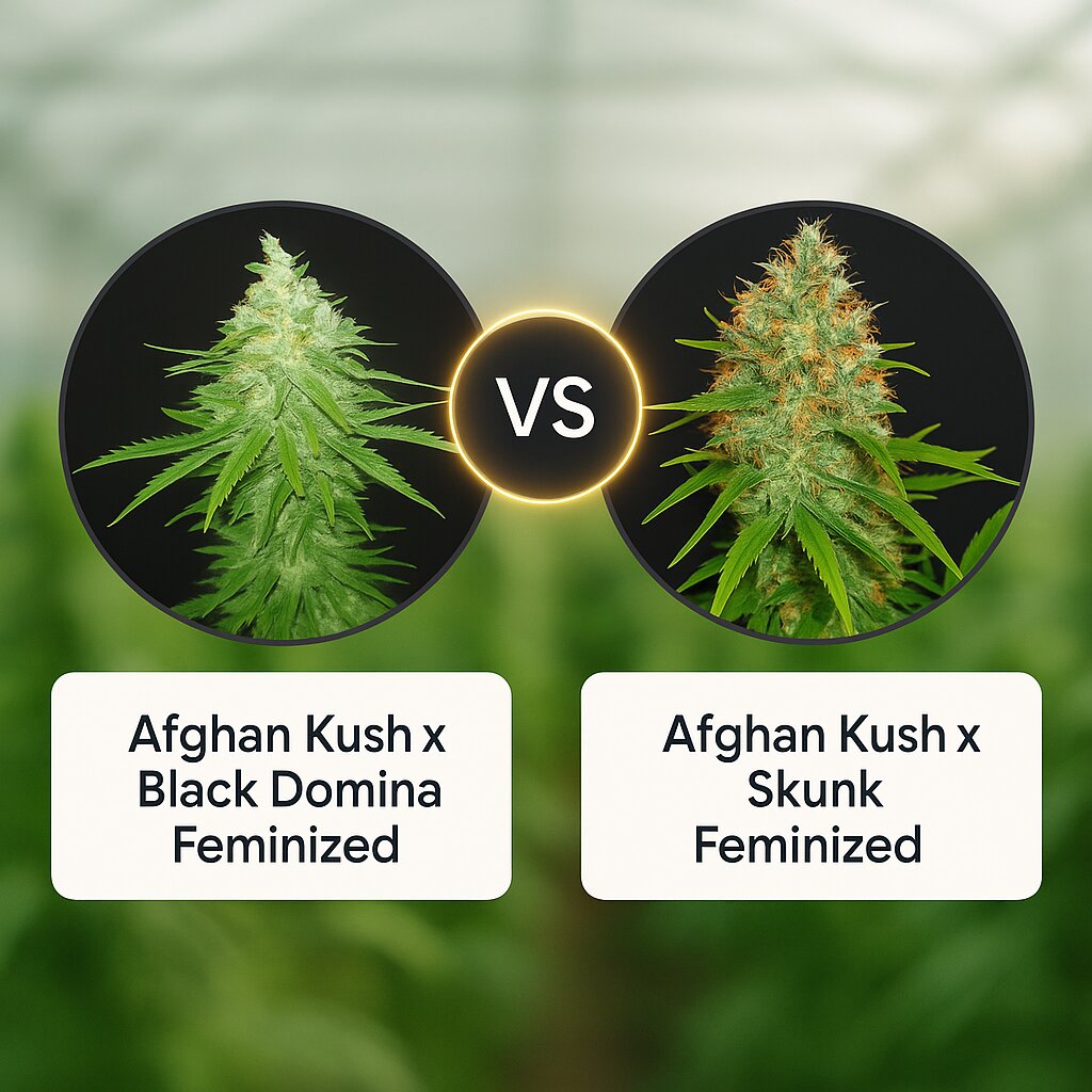 Afghan Kush x Black Domina (World of Seeds) vs Afghan Kush x Skunk (World of Seeds) porównanie nasion konopi