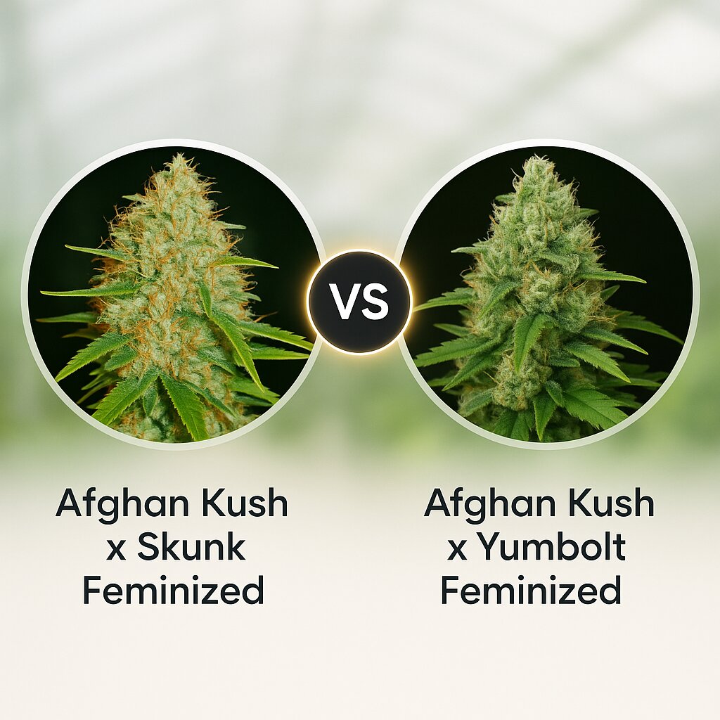 Afghan Kush x Skunk (World of Seeds) vs Afghan Kush x Yumbolt (World of Seeds) porównanie nasion konopi