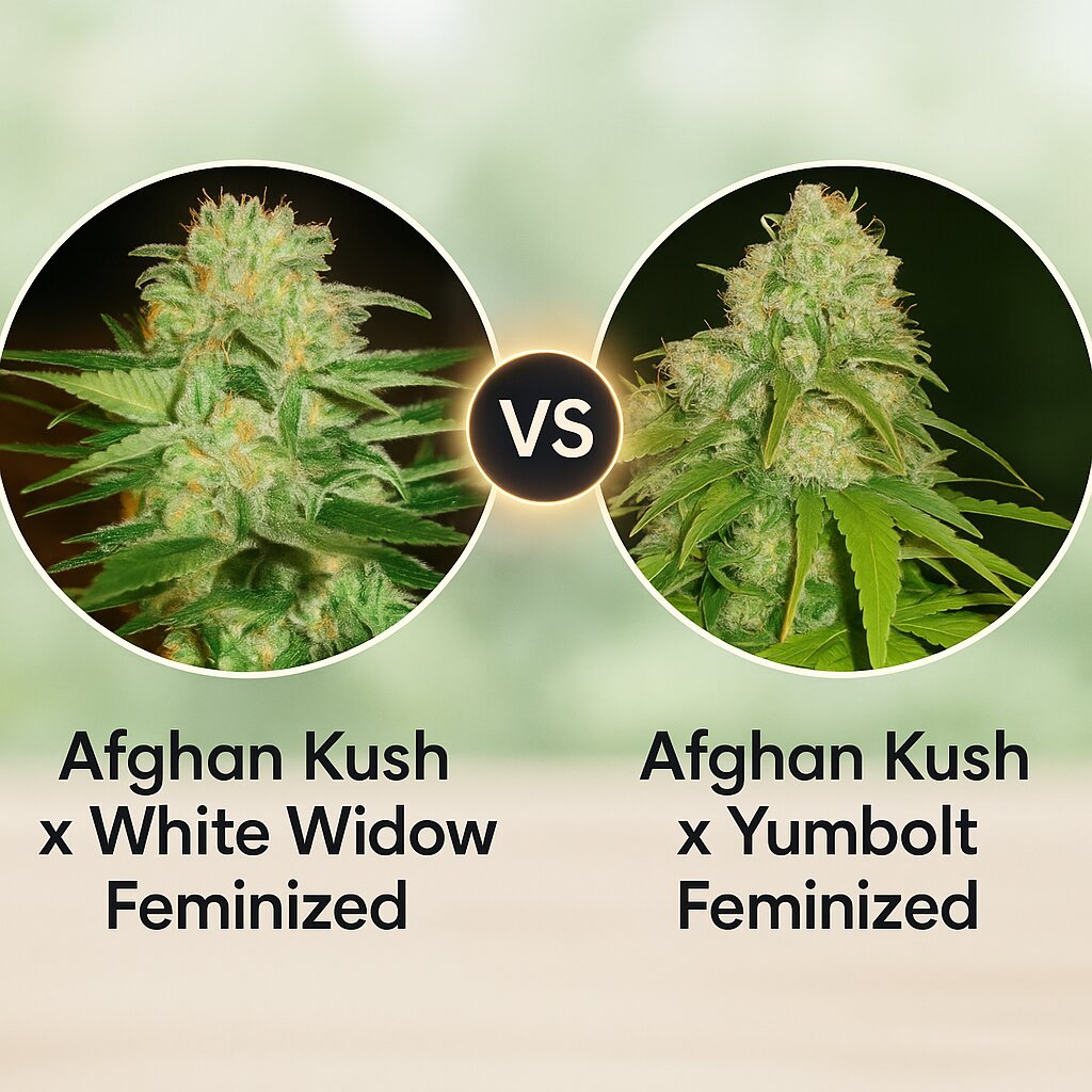 Afghan Kush x White Widow (World of Seeds) vs Afghan Kush x Yumbolt (World of Seeds) porównanie nasion konopi