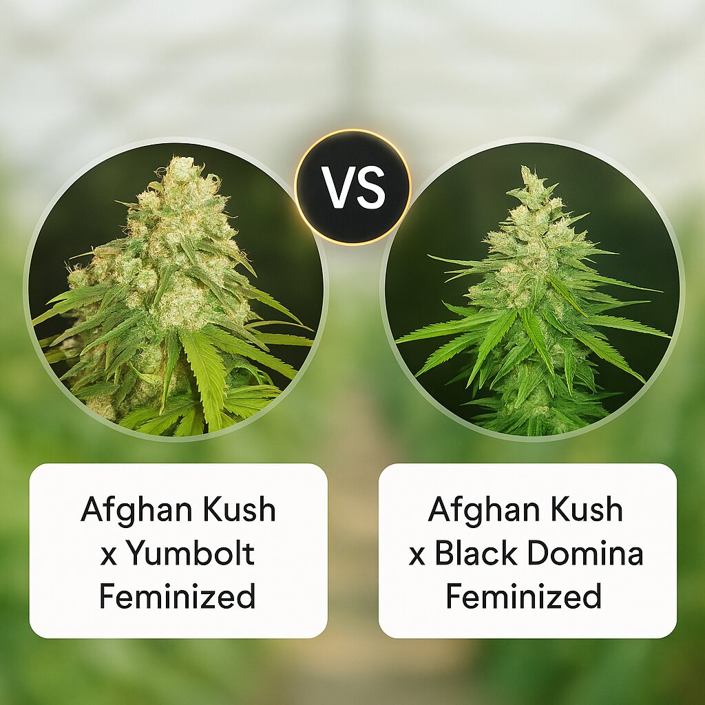 Afghan Kush x Yumbolt (World of Seeds) vs Afghan Kush x Black Domina (World of Seeds) porównanie nasion konopi