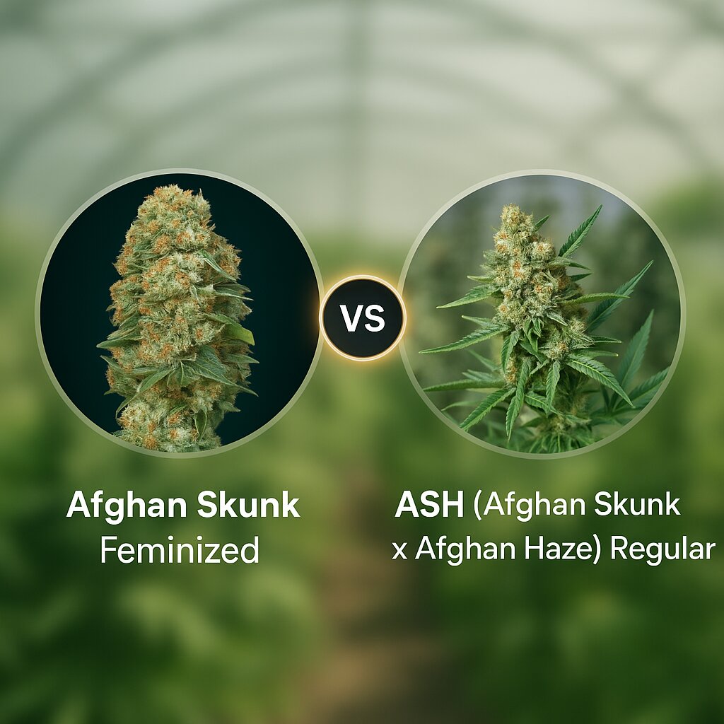 Afghan Skunk (Advanced Seeds) vs ASH (Afghan Skunk x Afghan Haze) (Mr Nice Seedbank) porównanie nasion konopi