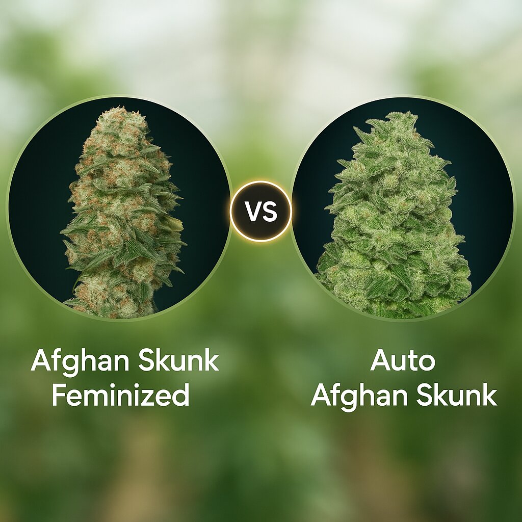Afghan Skunk (Advanced Seeds) vs Auto Afghan Skunk (Advanced Seeds) porównanie nasion konopi