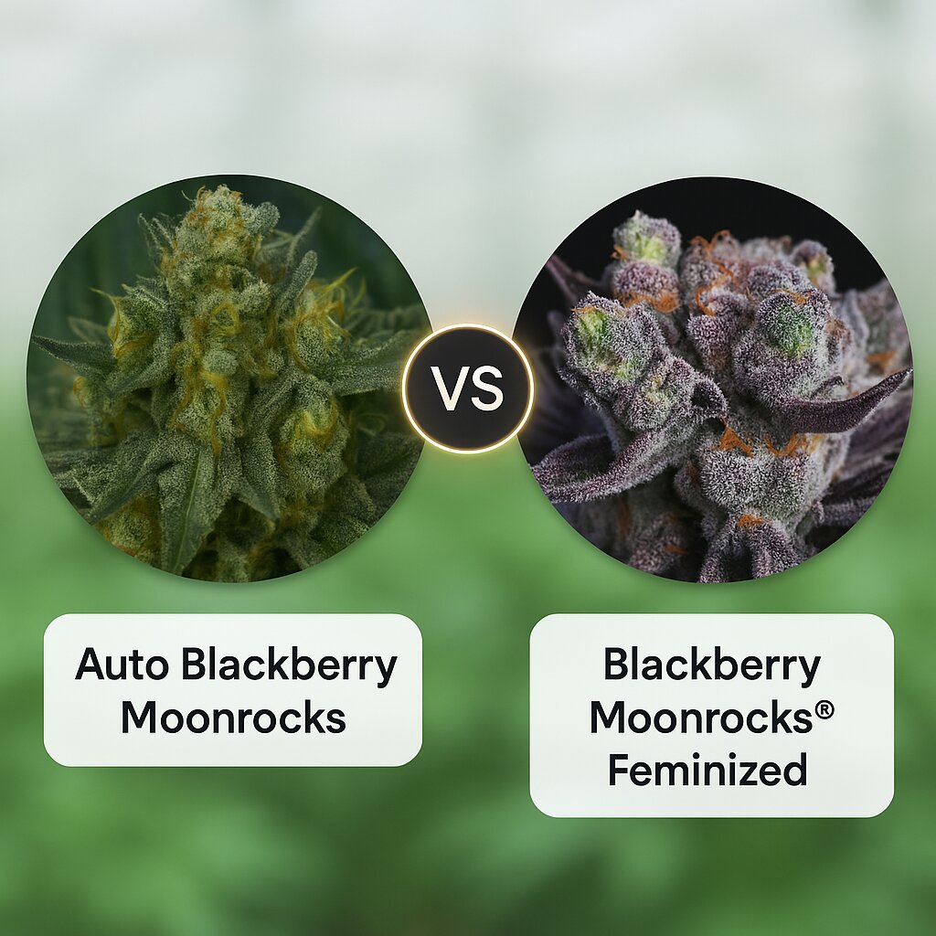 Auto Blackberry Moonrocks (Anesia Seeds) vs Blackberry Moonrocks® (Anesia Seeds) porównanie nasion konopi