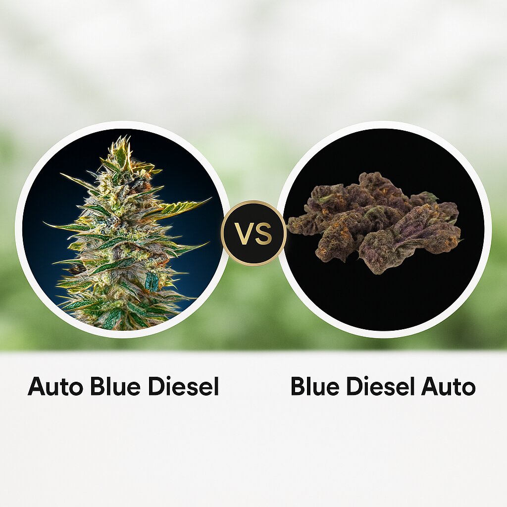 Auto Blue Diesel (Advanced Seeds) vs Blue Diesel (Growers Choice) porównanie nasion konopi