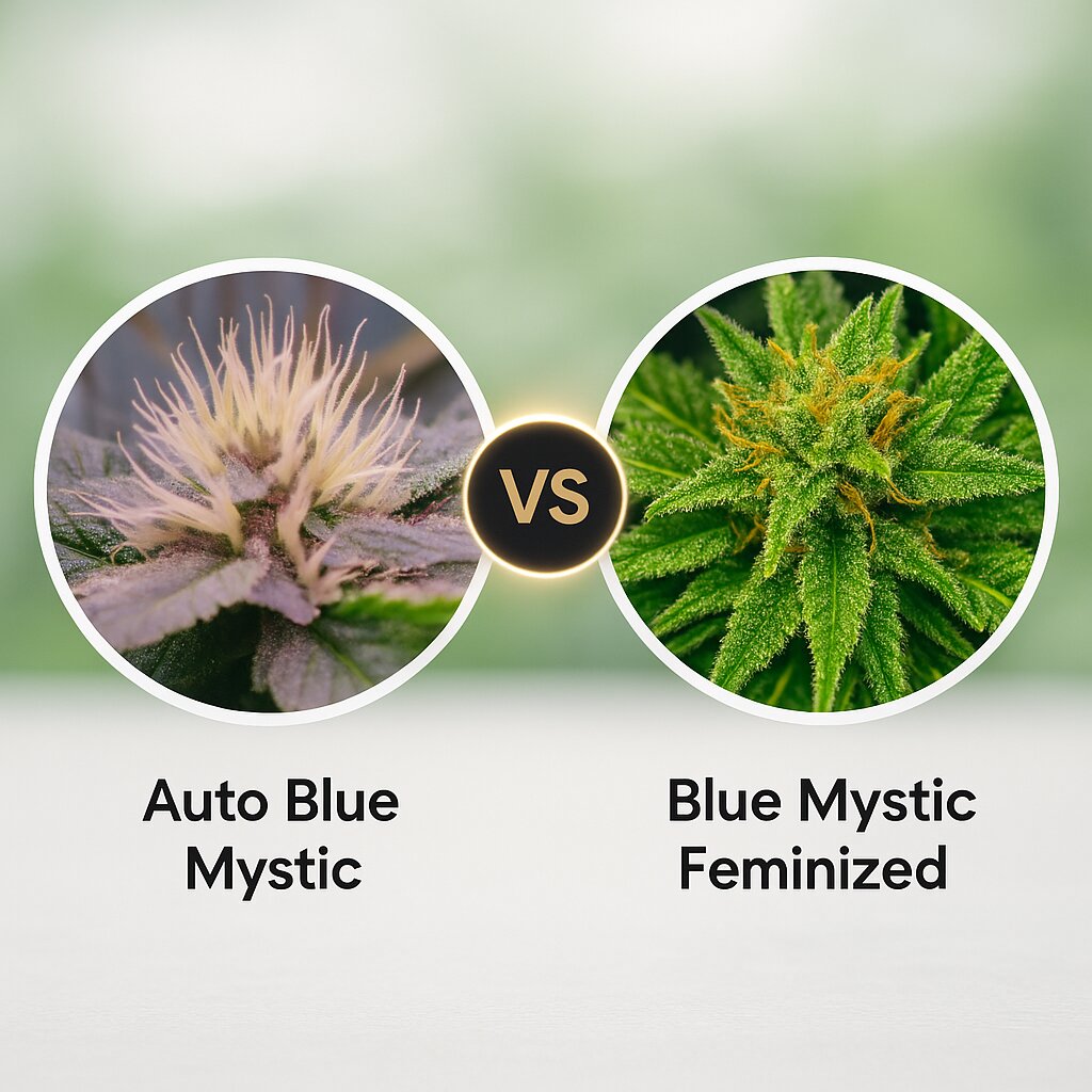 Auto Blue Mystic (Nirvana Seeds) vs Blue Mystic (Nirvana Seeds) porównanie nasion konopi