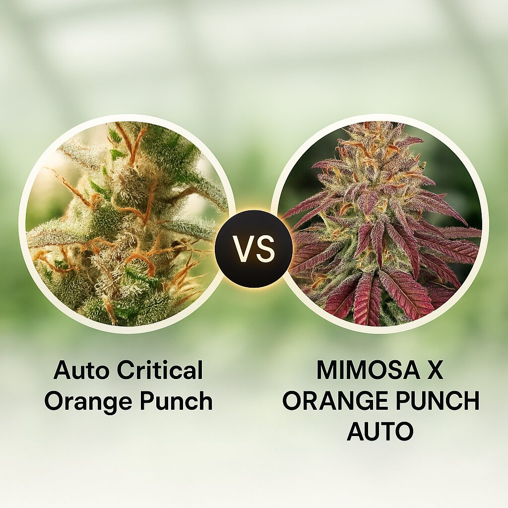 Auto Critical Orange Punch (Dutch Passion) vs MIMOSA X ORANGE PUNCH AUTO (Barneys Farm) Porównanie nasion konopi